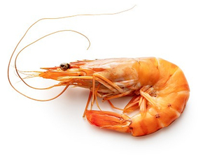 กุ้งทะเลคุณภาพสูง ปรุงสุกแช่แข็ง กุ้งปรุงสุกแช่แข็ง สดใหม่ ราคาพิเศษช่วงเทศกาล - Product Image 2