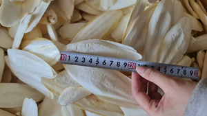 High Quality <b>Cuttlefish</b> Bone 10-15-20 cm up cm for Wholesalers Dried High Calcium 35% Cleaned Truncated 20kg/Bulk Bag Cheap Fac - Product Image 4