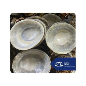 [DISPONIBLE] |   Conchas de Limpet para Decoración Costera, Manualidades, Artículos de Recuerdo y Suministro Comercial, Vietnam - Product Image 1