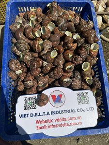 Toadskin Snail <b>Shells</b> - Hermit <b>Crab</b> <b>Shells</b> - Decorative Snail <b>Shells</b> in Many Sizes, Small and Large/ Lima - Product Image 3