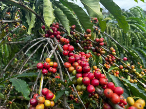 Café en grains torréfiés moyennement, Arabica et Robusta, saveur neutre, vente en gros, OEM, ODM - Product Image 5