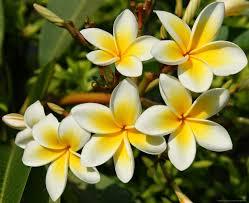 น้ำมันหอมระเหยบริสุทธิ์ น้ำมันดอกแชมปาแดง สารสกัดจากดอกไม้ ไม่เจือปน จำหน่ายแบบขายส่ง - Product Image 4