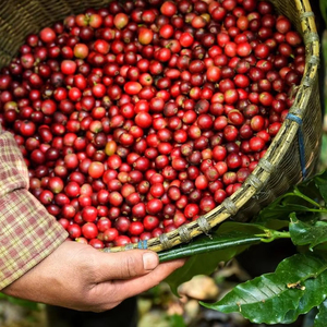 HANCOFFEE 2026 Nueva Cosecha de Café Robusta Verde/Natural de Vietnam - Precio Mayorista Más Bajo - Empaquetado en Bolsas de 60 kg/PP/Yute - Product Image 1