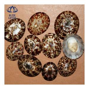 EN STOCK Coquille de limette adaptée à la protection de la peau et au confort personnel, surface lisse et polie pour un contact doux - Product Image 4