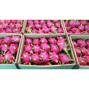 Verse Dragon Fruit van directe leverancier uit Vietnam - Premium Witte Dragon Fruit B2B in bulk - Dragon Fruit fabrikant leverancier