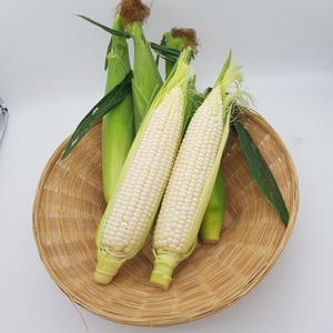 White <b>Corn</b> Naturally <b>Harvested</b> Kernels Featuring Low Moisture Content 98% Grain Purity And Attractive White Appearance - Product Image 4