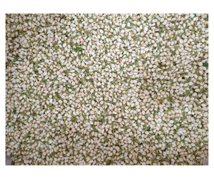 Flor de Jazmín Seca de Alta Calidad de Proveedor Vietnamita - Jazmín Seco de Ingrediente Natural para Pedidos al por Mayor en la Industria de Bebidas - Product Image 5