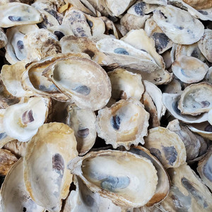 Conchas de Ostras Secas Vacías y Limpias al por Mayor, Mejores Conchas Naturales Reales de Ostras Marinas en Oferta - Product Image 4
