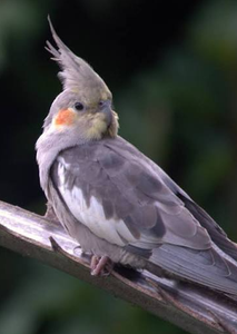 Cockatiel Live Ornamental Birds for Aviculture Breeding Programs <b>Aviaries</b> and Wholesale Supply - Product Image 3