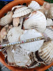 เปลือกหอยตกแต่งจากเวียดนาม/ยอดเยี่ยมสำหรับชิ้นกลางศิลปะบนผนังและของขวัญเฉพาะบุคคล - Product Image 3