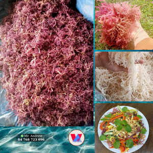MORUE DE MER VIOLETTE SÉCHÉE EN VENTE EN GROS, À FAIBLE HUMIDITÉ, SUCCESSIONNELLE, POUR LA PRODUCTION ALIMENTAIRE, SALADES ET GELÉES - Product Image 3