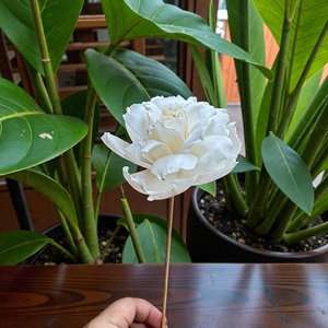 ดอกไม้โซล่าวู้ด VADEE SOLA WOOD FLOWER ทำมือ ดอกกุหลาบสีงาช้างที่ยั่งยืนได้ ขนาด 8.5 ซม. ทำจากเส้นใยพืชเซสบานียา จากประเทศไทย - Product Image 4