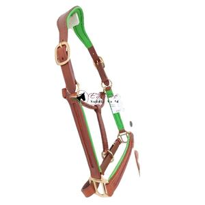 Qualité supérieure Châtaigne Cheval Équestre Halter Vert Cuir Rembourré avec Canal Vide sur le Nez Pièce de Joue Quincaillerie Dorée - Product Image 1