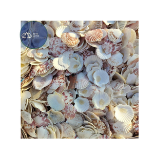 [ALTA CALIDAD] |   3 Piezas de Conchas de Caracol Pequeñas Multicolores para Decoración del Hogar, Suministros al por Mayor de Vietnam - Product Image 1