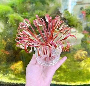 ไม้เสียบค็อกเทลไม้ไผ่แบบมีปม ยืดหยุ่นได้ วัสดุธรรมชาติ สำหรับตกแต่งเครื่องดื่ม อาหารเรียกน้ำย่อย บุฟเฟ่ต์ อุปกรณ์ร้านอาหาร - Product Image 5