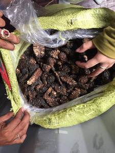 Fruta de Noni Seca Premium para la Producción de Té de Hierbas y Distribución al por Mayor - Product Image 5