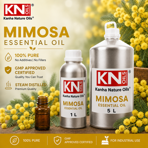 Huile Essentielle de Mimosa 100% Pure Distillée à la Vapeur d'Acacia dealbata Certifiée Biologique, Vente Chaude, Fabricant en Gros, Exportateur Mondial - Product Image 2