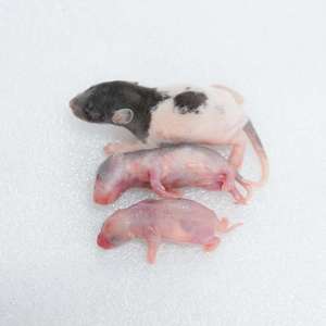 Rata Rosa Congelada de Alta Calidad (4XS) 1-2g – Libre de Salmonella, Alimento para Serpientes y Reptiles - Product Image 4