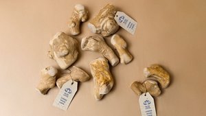 FAVORI DES CLIENTS 2026 Bâton à mâcher en bois de café, bâton en bois dur longue durée pour l'entraînement à la mastication et le jeu amusant - Product Image 4