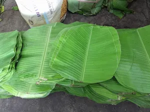 ใบกล้วยเขียวสดใหม่ 100% จากธรรมชาติ สำหรับห่ออาหารและทำอาหาร เป็นมิตรกับสิ่งแวดล้อม ใช้ได้หลากหลาย (ขนาดเล็ก/กลาง/ใหญ่) - Product Image 6
