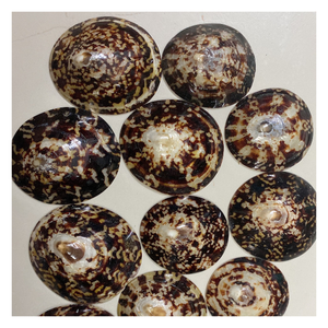 Coquilles de limaces du Vietnam en gros pour la décoration artisanale, les créations d'inspiration marine et les accessoires d'intérieur - Product Image 1