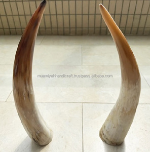 100% Corne à boire OX de qualité naturelle Corne à bière Meilleure qualité Corne à boire OX faite à la main naturelle - Product Image 1