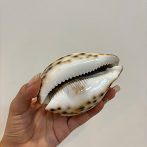 SEASHELL ARTICLES DÉCORATIFS CÔTIERS ÉCOLOGIQUES POUR LE DESIGN INTÉRIEUR ET L'ARTISANAT LIFESTYLE FAIT À LA MAIN AU VIETNAM - Product Image 1