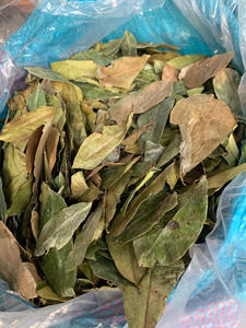 Feuilles de Graviola de Qualité Export pour la Transformation du Thé, la Préparation de Boissons et l'Utilisation comme Ingrédient Alimentaire - Product Image 6