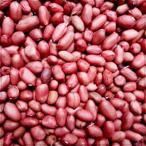 High Quality Organic Raw Kernel <b>Peanuts</b> Dried Style Available in Bulk Wholesale Now Available in Bulk Stock at Affordable Price - Product Image 4
