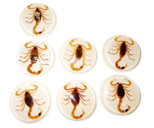 แมงป่องทองคำ ตัวอย่างจริง พลาสติกคาโบชองทรงกลม 38.5x38.5 มม. สีขาว ฐานแบน สำหรับงานฝีมือและทำเครื่องประดับ - Product Image 3