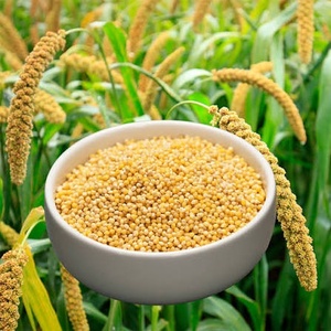 Graines de millet foxtail sans gluten, céréales complètes riches en fibres et en protéines pour la transformation alimentaire et la vente en gros - Product Image 4