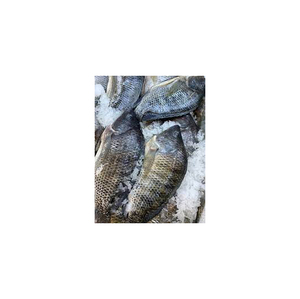 Frozen Whole Red Tilapia <b>Fish</b> for Food Industry - Product Image 3