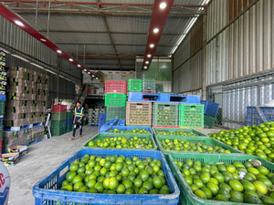 Citrons verts frais, fruits non mûrs, entiers, naturels, origine Vietnam, stockage à froid, durée de conservation 30-45 jours - Product Image 4