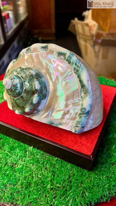 หอยสังข์ยักษ์ธรรมชาติสีเขียวเงางามขัดเงา |   เปลือกหอยขนาดใหญ่ขายดีที่สุดสำหรับตกแต่งภายใน - Product Image 6