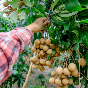 Longan Seco Suave de Vietnam, Marca Privada OEM, 100% Natural, Sabor Dulce, Estándar de Exportación - Product Image 6