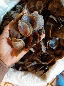 [VENTA CALIENTE] Concha de Operculum de Murex de Blue Lotus Farm, Materia Prima para Incienso, Fijador de Fragancias, Perfumería Artesanal Thanh Hoa - Product Image 3