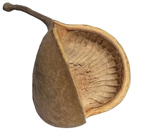 Décoration d'aquarium intérieure la plus vendue : Matériel végétal naturel brut, noix de Bouddha, fleurs séchées pour la décoration et les loisirs créatifs DIY - Product Image 2