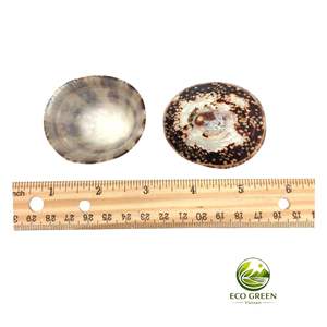 Conchas de Limpet Verdes Naturales con Patrones de Montañas Marinas para Manualidades de Playa, Decoración del Hogar, Limpets Acuáticos Pequeños a Grandes al por Mayor - Product Image 3