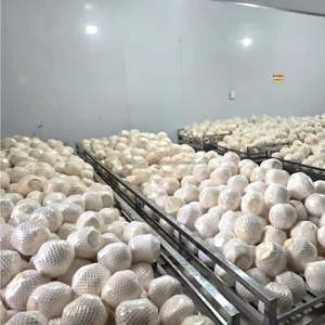 Tiras de Carne de Coco Congelada al Vacío IQF a Granel de Filipinas, Alargadas con Conservación de Agua para Procesamiento de Alimentos - Product Image 5
