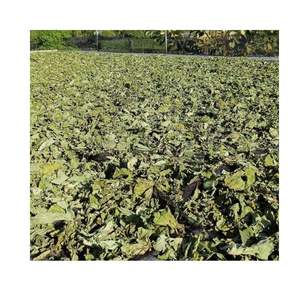 Feuilles de taro séchées biologiques, offre spéciale 2026, feuilles de taro les plus vendues pour la cuisine, feuilles et tiges de taro culinaires spéciales - Product Image 3