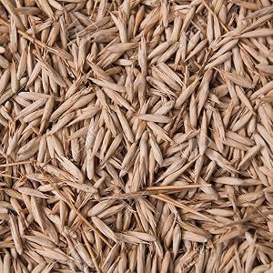 Organic bamboo <b>seeds</b> Bamboo <b>Seeds</b> High Germination Organic Edible Healthy Raw 2 Year Shelf Life Export Quality for Bulk Supply - Product Image 2