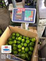 Citron vert vietnamien de qualité supérieure sans pépins – Frais, longue durée de conservation, idéal pour les acheteurs exportateurs