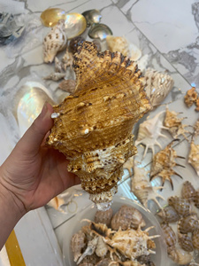 เปลือกหอยทะเลขนาดใหญ่ ของตกแต่งจากเปลือกหอยธรรมชาติ สำหรับตกแต่งบ้าน สวน ผลิตในเวียดนาม จำหน่ายส่ง - Product Image 4