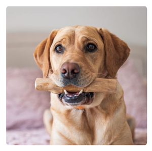 (Prix Compétitif) Jouet à Mâcher pour Chien en Bois de Café Durable - Jouet pour Animaux de Compagnie Naturel et Écologique - Product Image 1