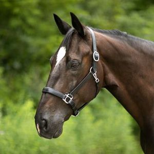 Harnais en cuir réglable pour chevaux, vente en gros, harnais d'équitation en cuir avec tailles personnalisées, directement de l'usine, OEM accepté - Product Image 5