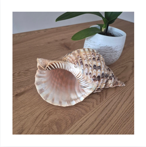 Coquille de conque naturelle Charonia Tritonis, écologique, polie, décoration artisanale pour la maison - Product Image 1
