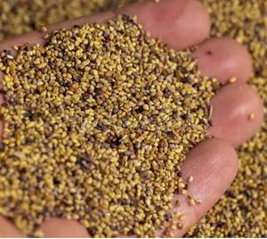 Graines de trèfle de qualité supérieure pour le foin et les fourrages - Taux de germination de 90 % - Emballage en vrac - Durée de conservation stable - Pour les projets d'agriculture et de culture - Product Image 5
