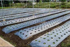 Grande bâche de paillage agricole noire pour le contrôle des adventices et la rétention de l'humidité du sol à prix de gros - Product Image 2