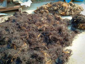 Luxe Stallion Strands by M R S EXPORTS Pelos de cola de caballo de búfalo de alta calidad Excelente valor Técnica de costura Artesanías naturales - Product Image 5