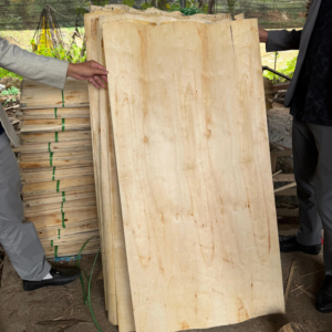 Plaques de placage en bois blanc du Vietnam pour la production de panneaux de meubles et de noyaux de portes - Product Image 1